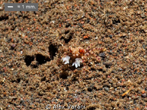 Tiny Lybia tassellata (boxer crab) by Alex Varani 